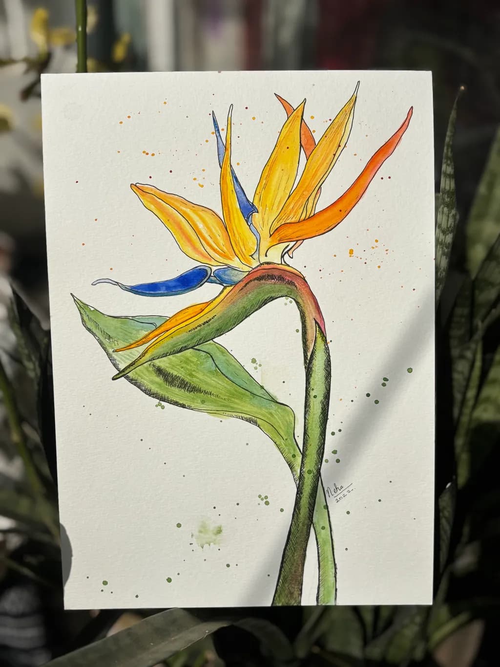 Bird of Paradise