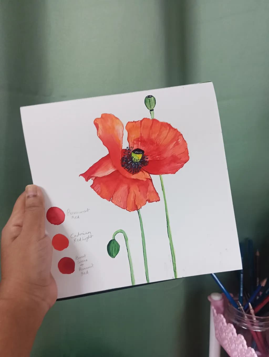 Scarlet Poppy Study
