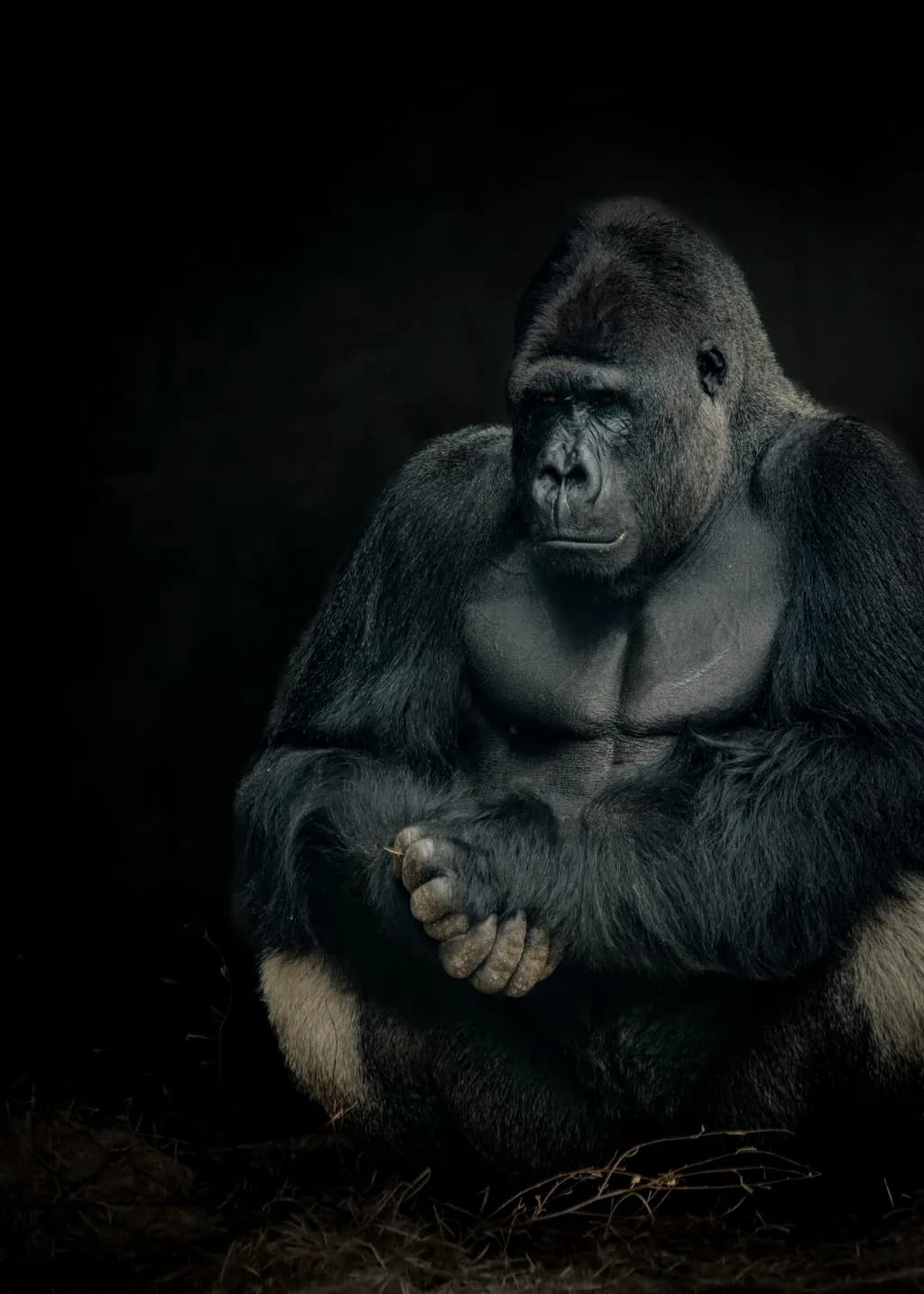 Beekse Bergen Gorilla