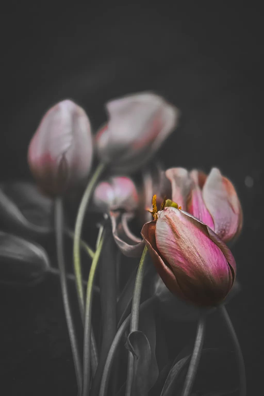 Tulip in Color, Silence in Gray