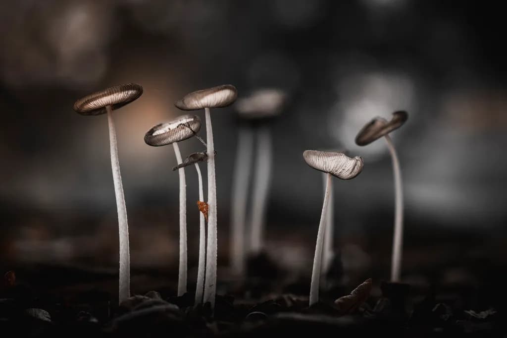 Mushroom Choir