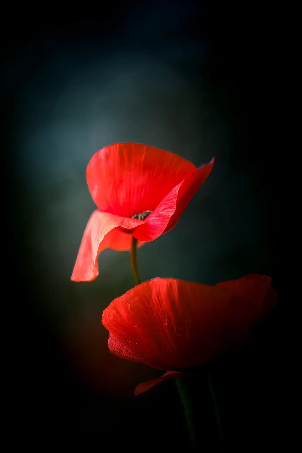 Red Poppies in the Dark