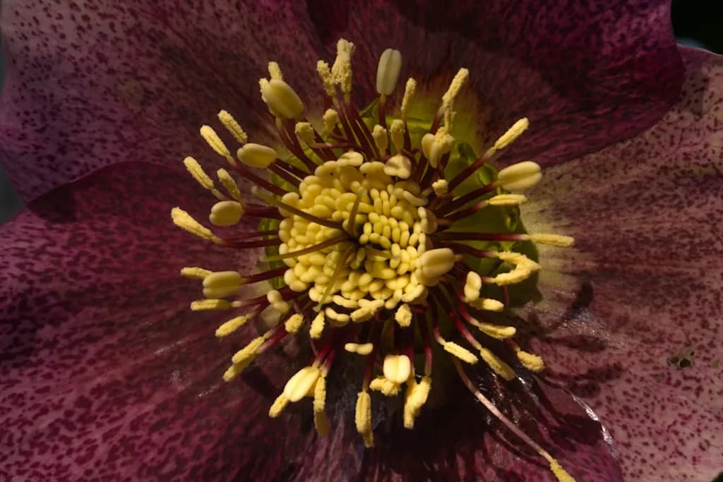 Crimson Pollen Burst