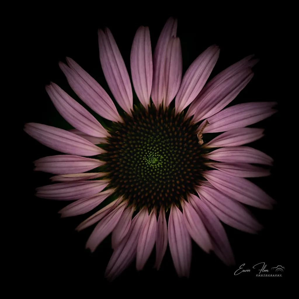 Radiant Coneflower