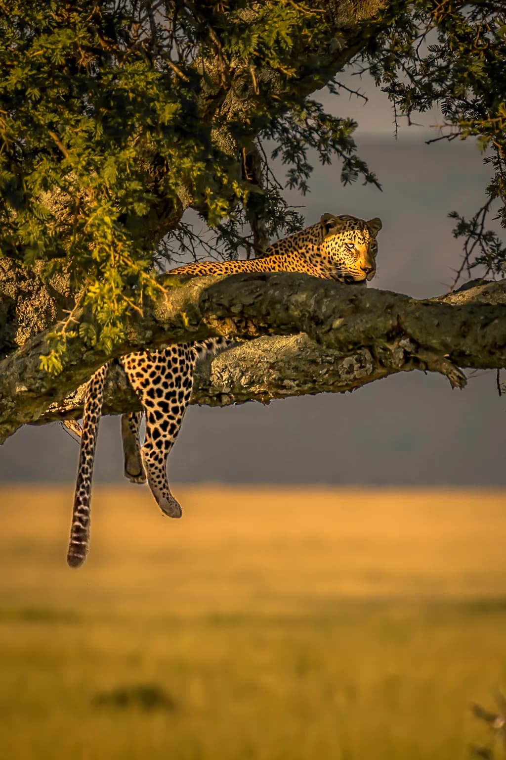Tanzania Leopard Resting