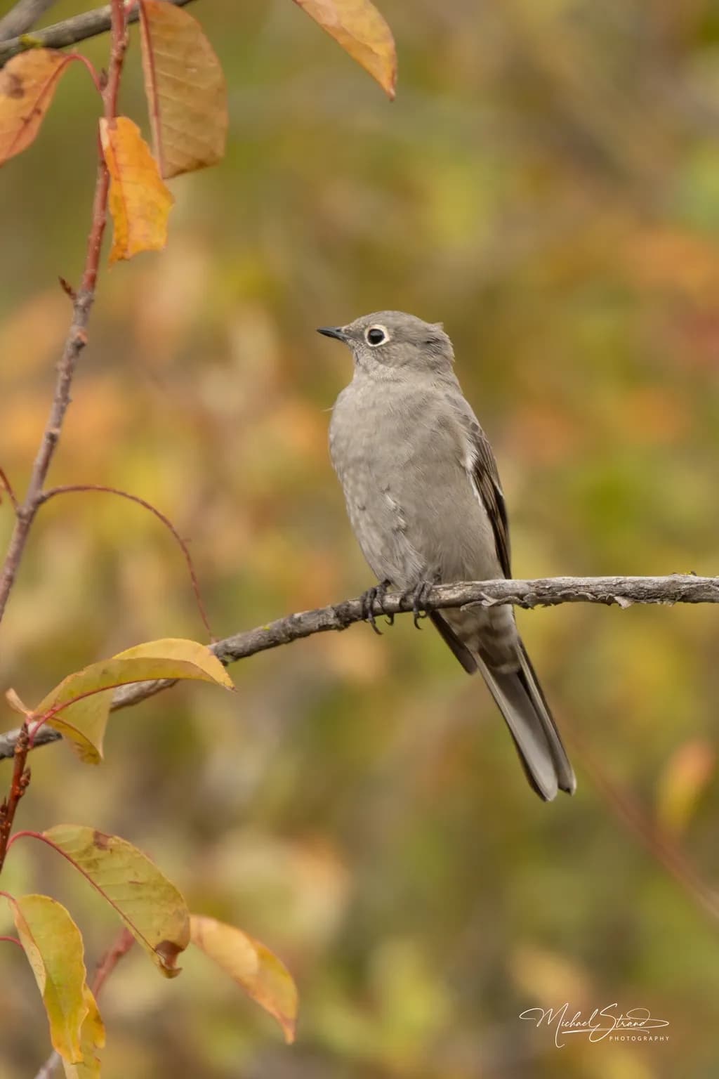 Townsend’s Solitaire