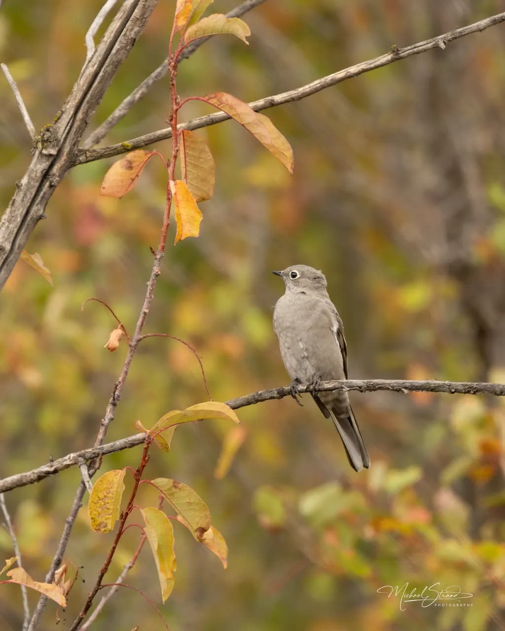 Townsend's Solitaire Autumn Colors