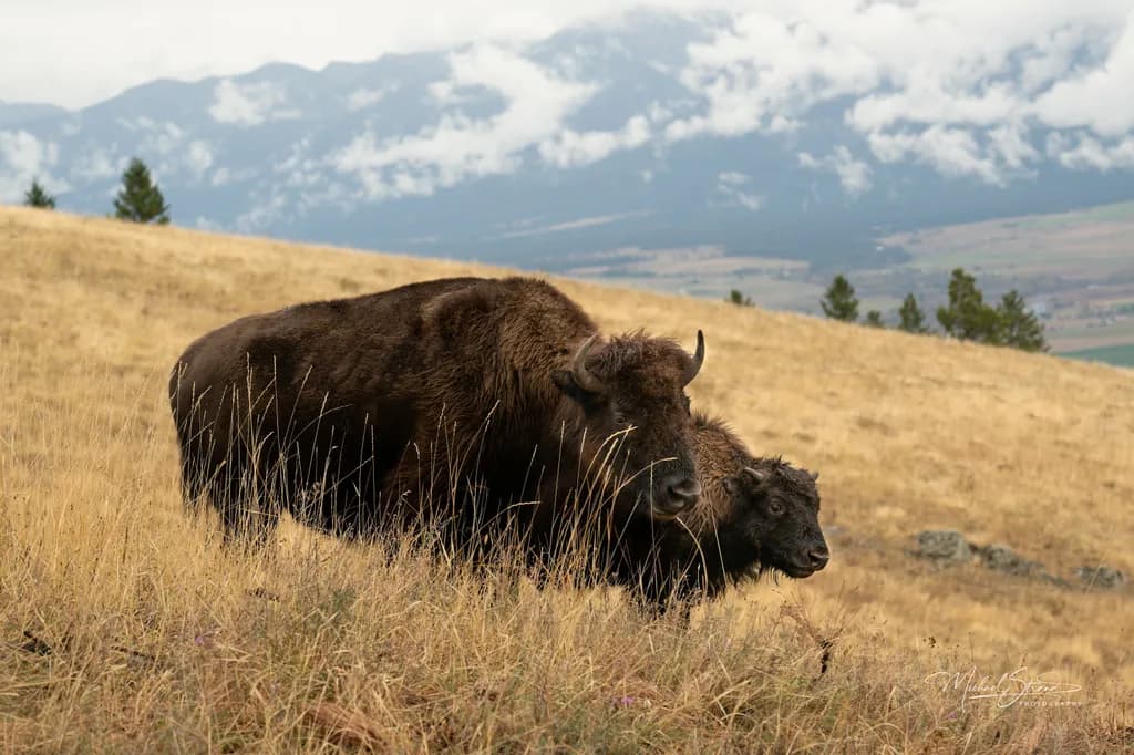 Bison Pair