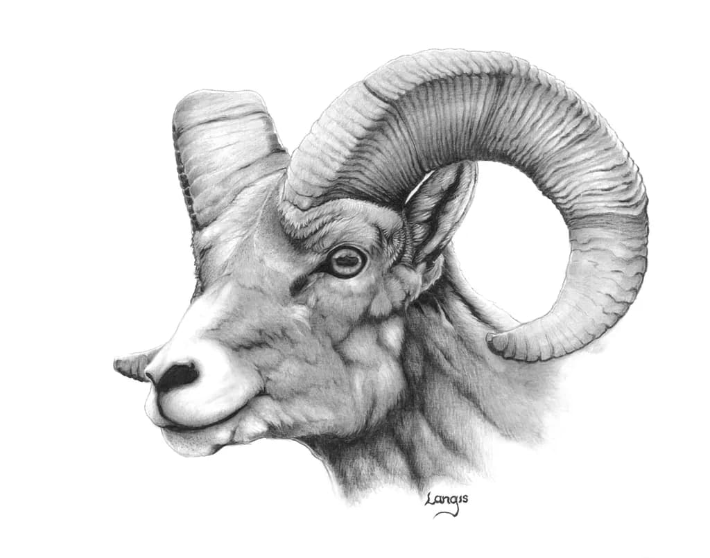 Ram Majesty