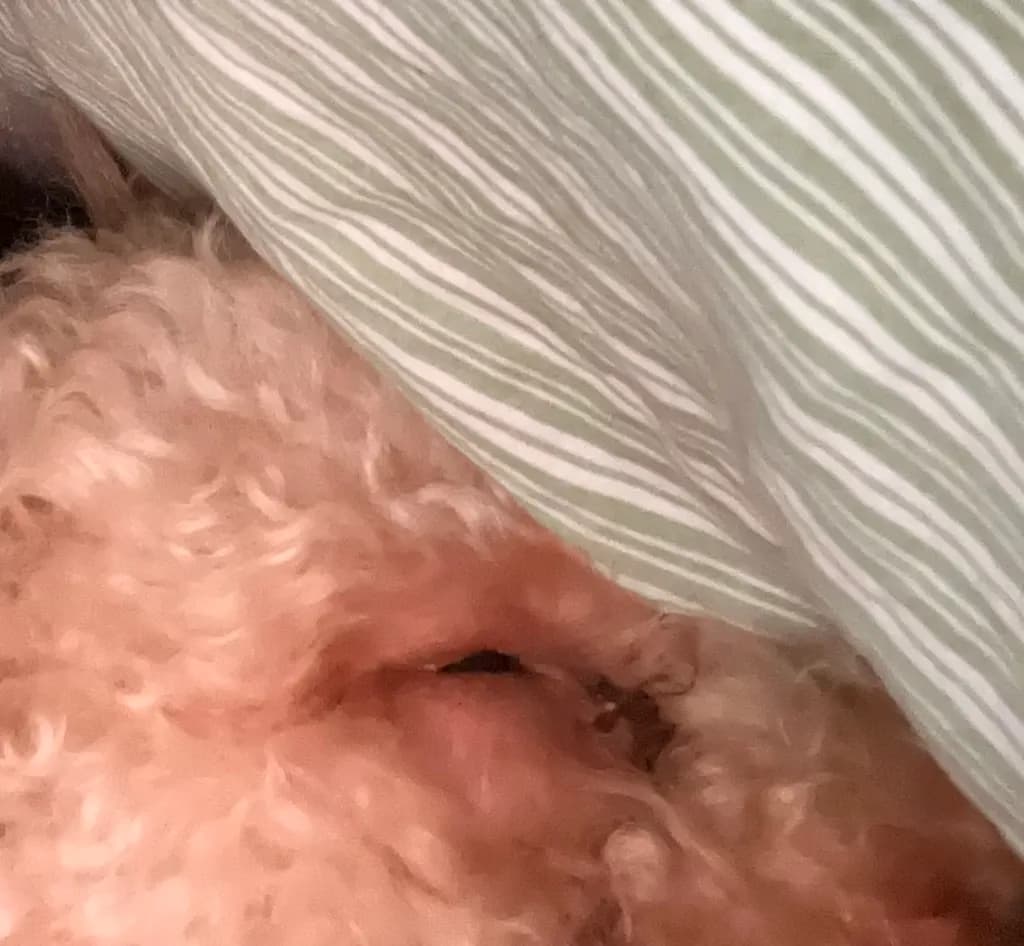 Cozy Curled Fur
