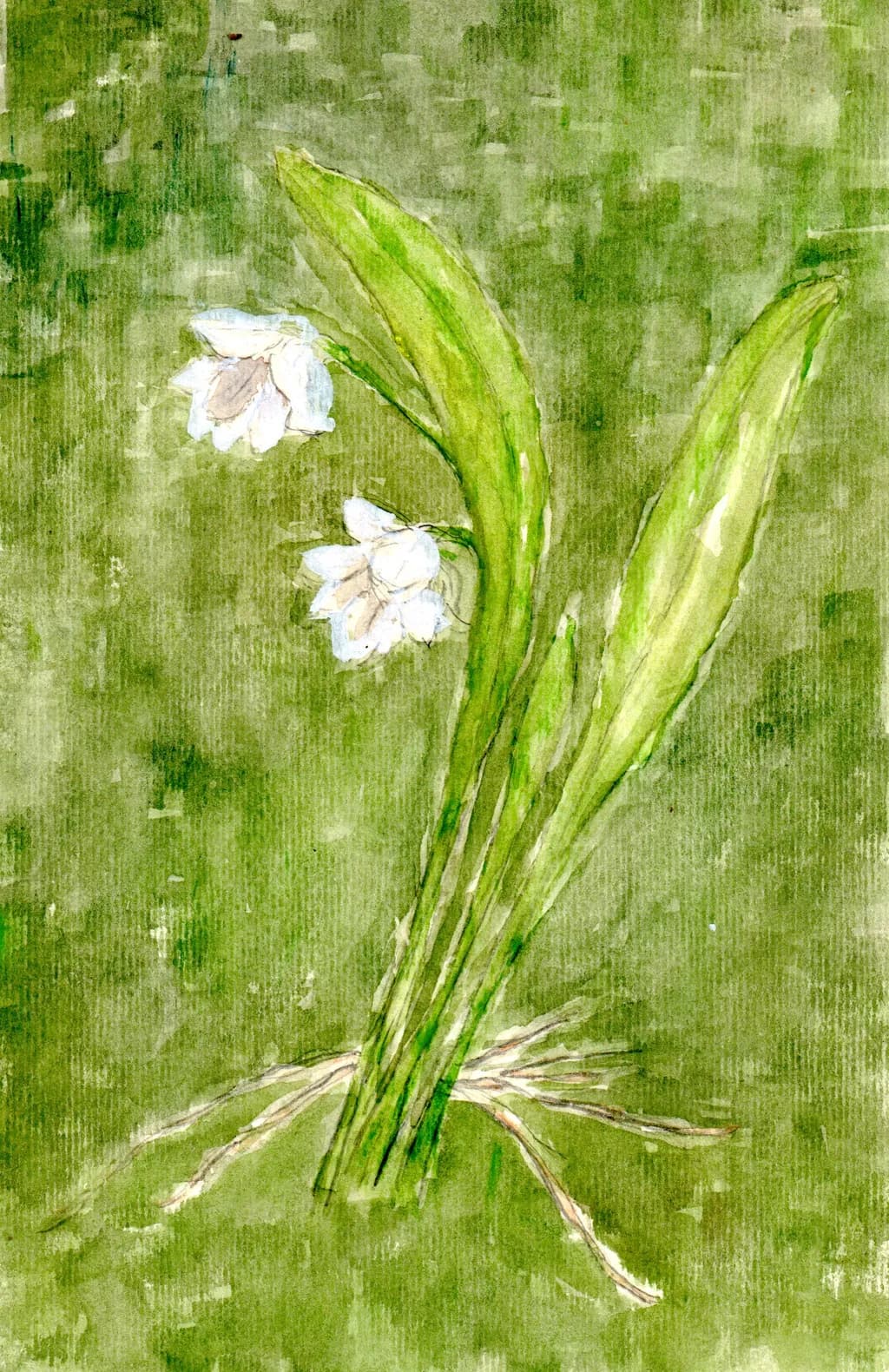 Wild Orchids