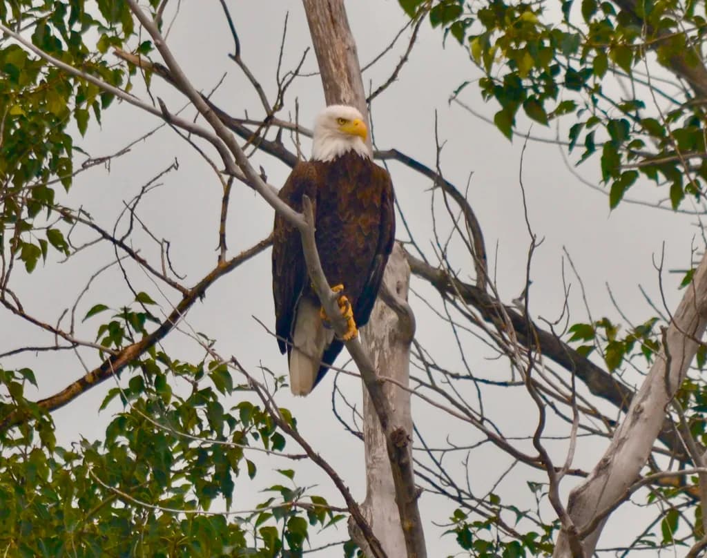 Bald Eagle On Quiet Watch