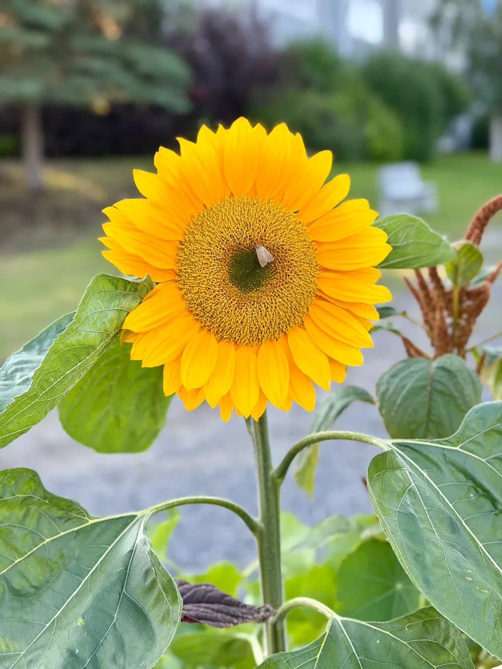 Sunlit Smile