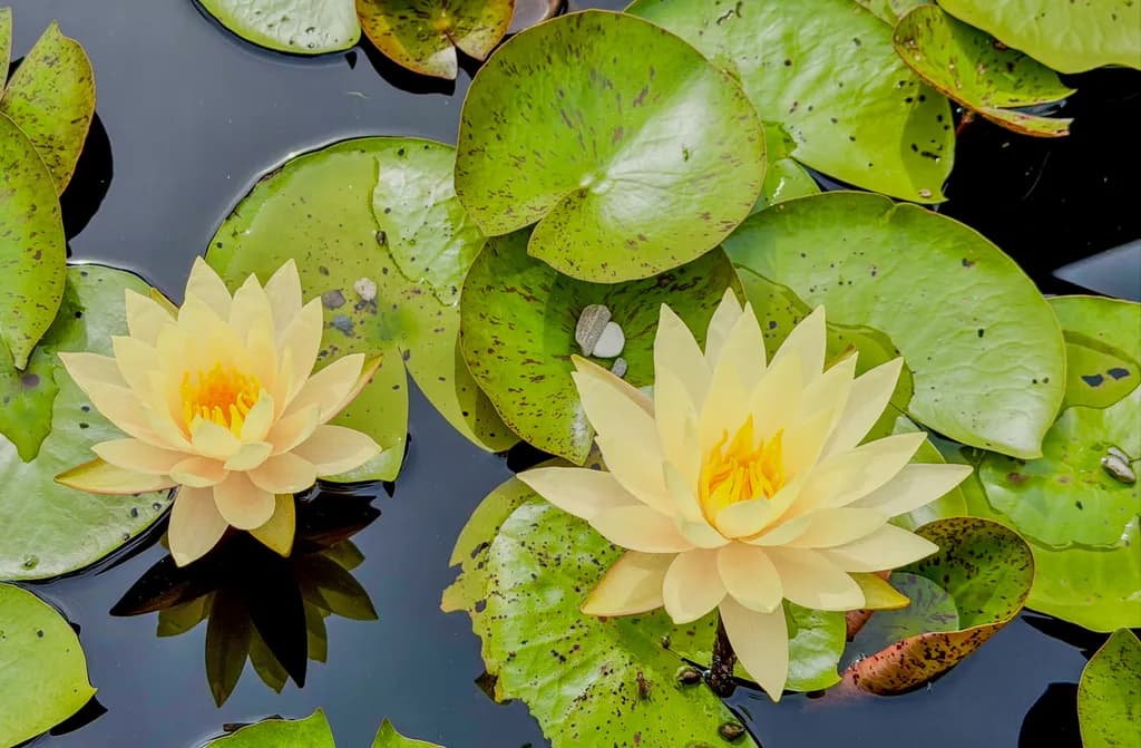 Water Lily Pair