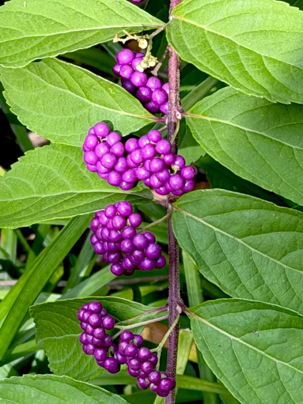Amethyst Beautyberries