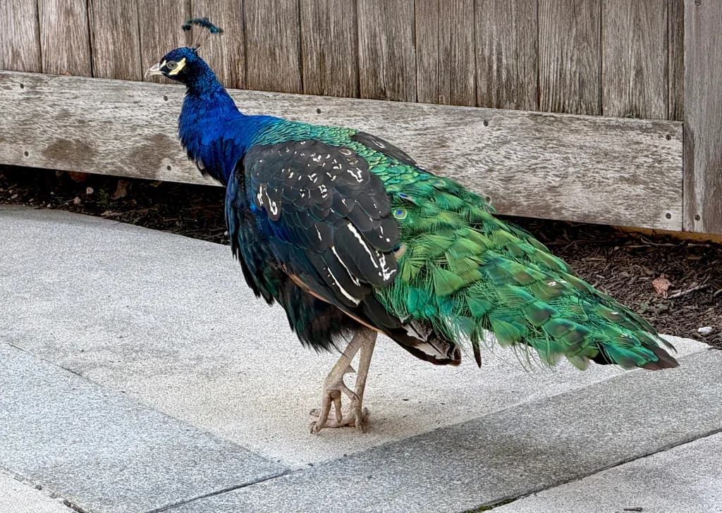 Peacock in Profile