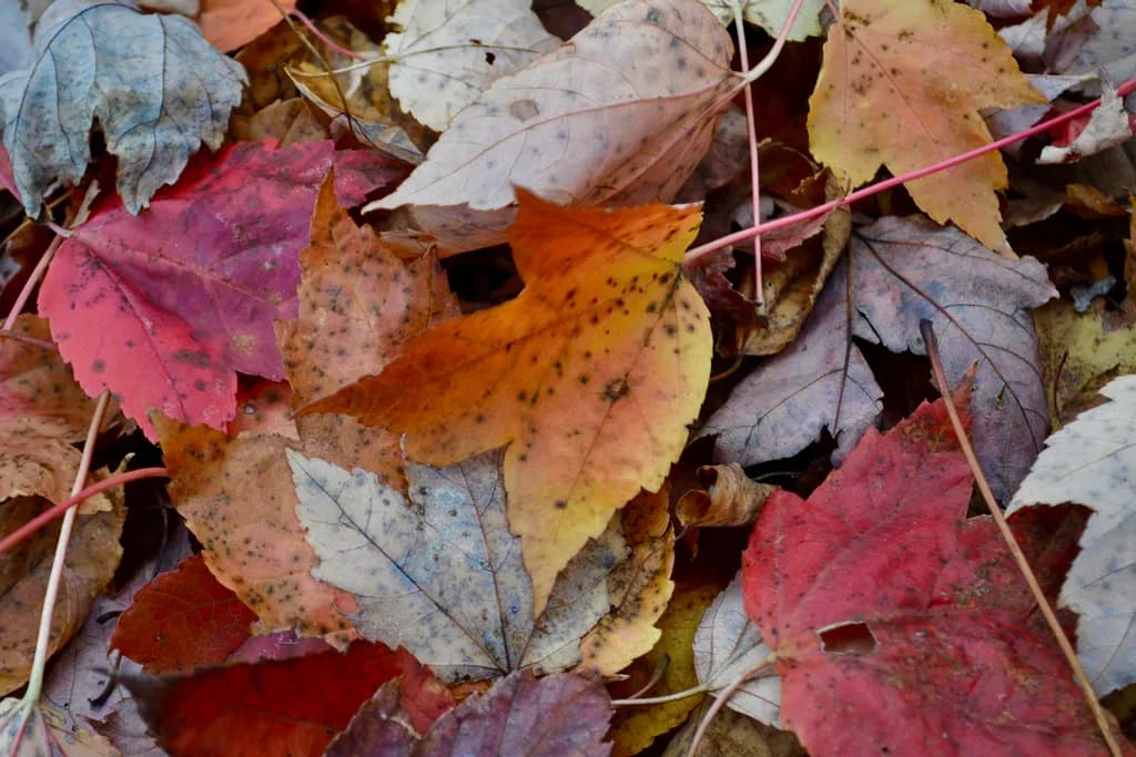 The Last Colors Beneath the Trees