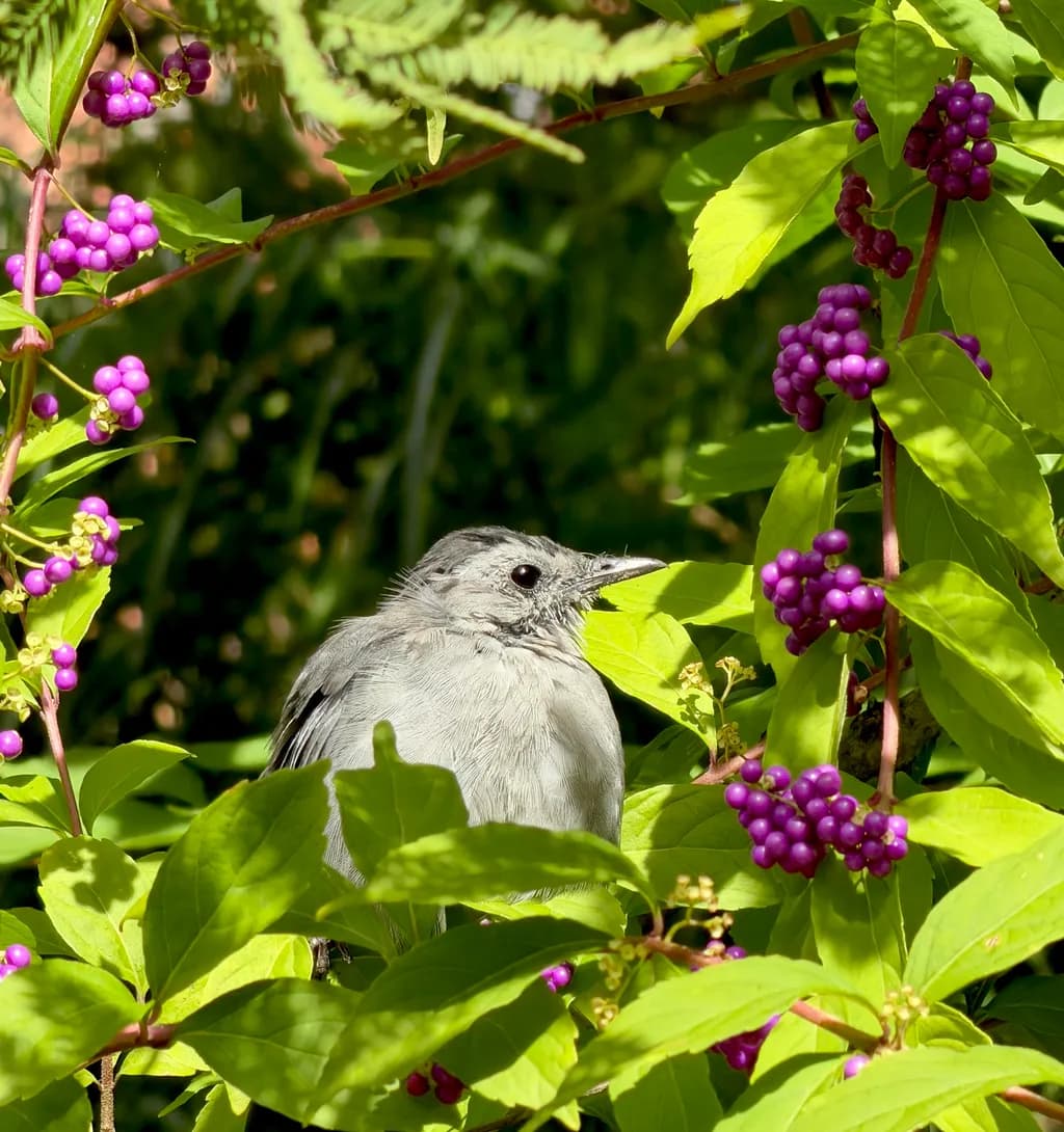 Northern Mockingbird Among Beautyberries