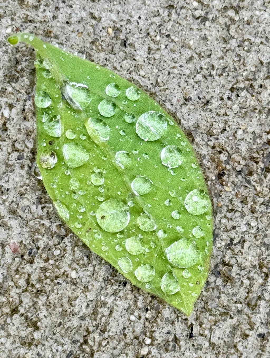Dewdrop Leaf