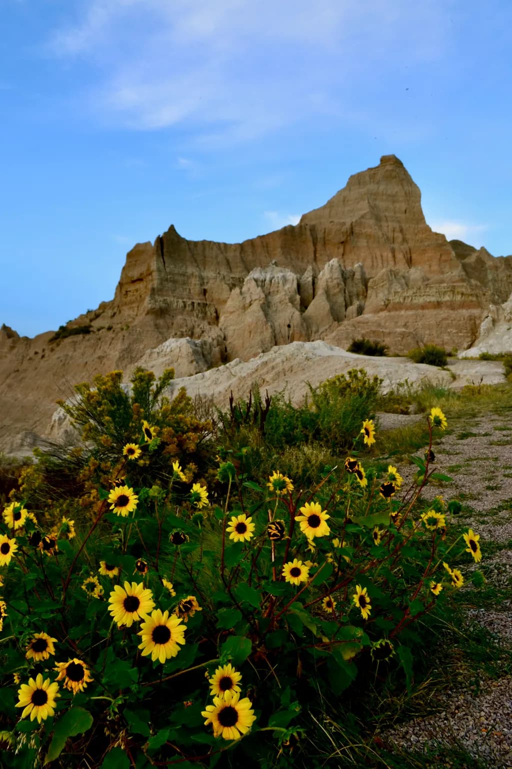 Sunflowers at Badlands