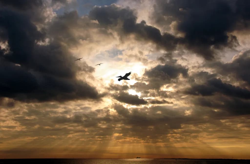 Ocean Sunset Pelican