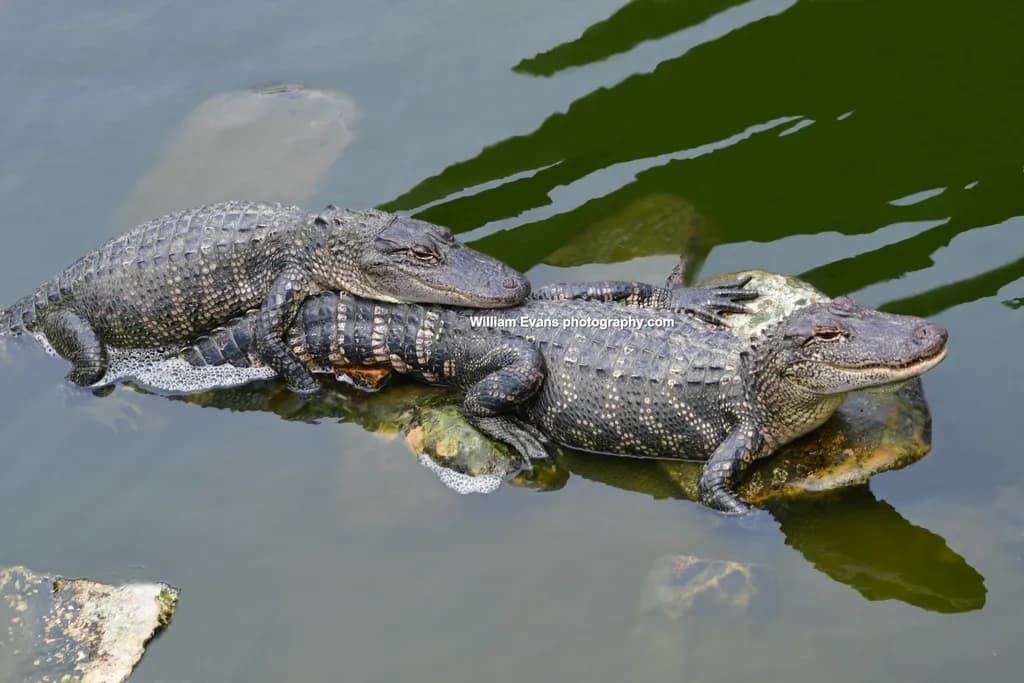 Alligator Pair