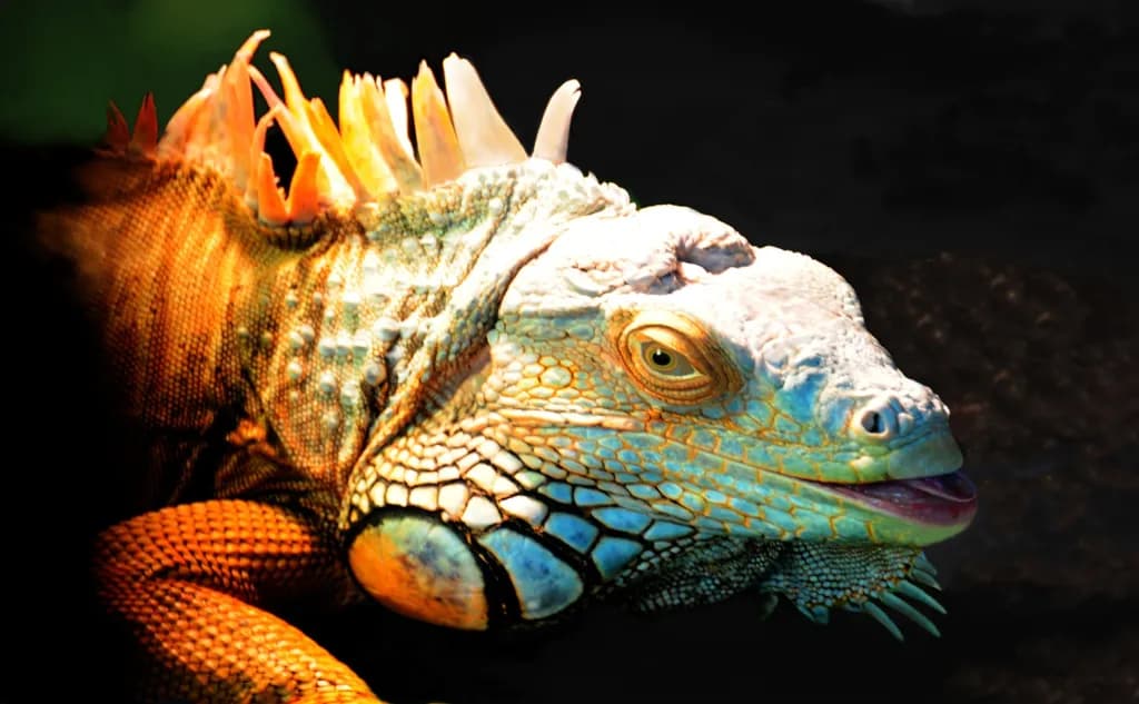 Vivid Iguana Glimpse