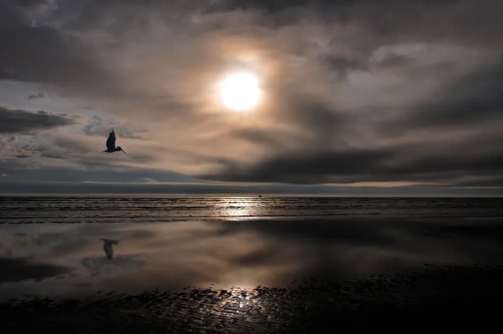 Pelican Sunrise