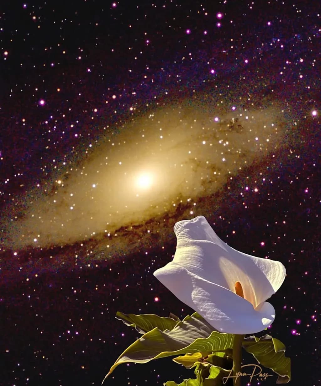 Cosmic Calla