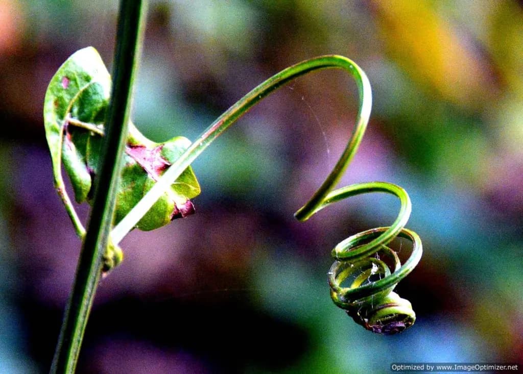 Spiral Tendril