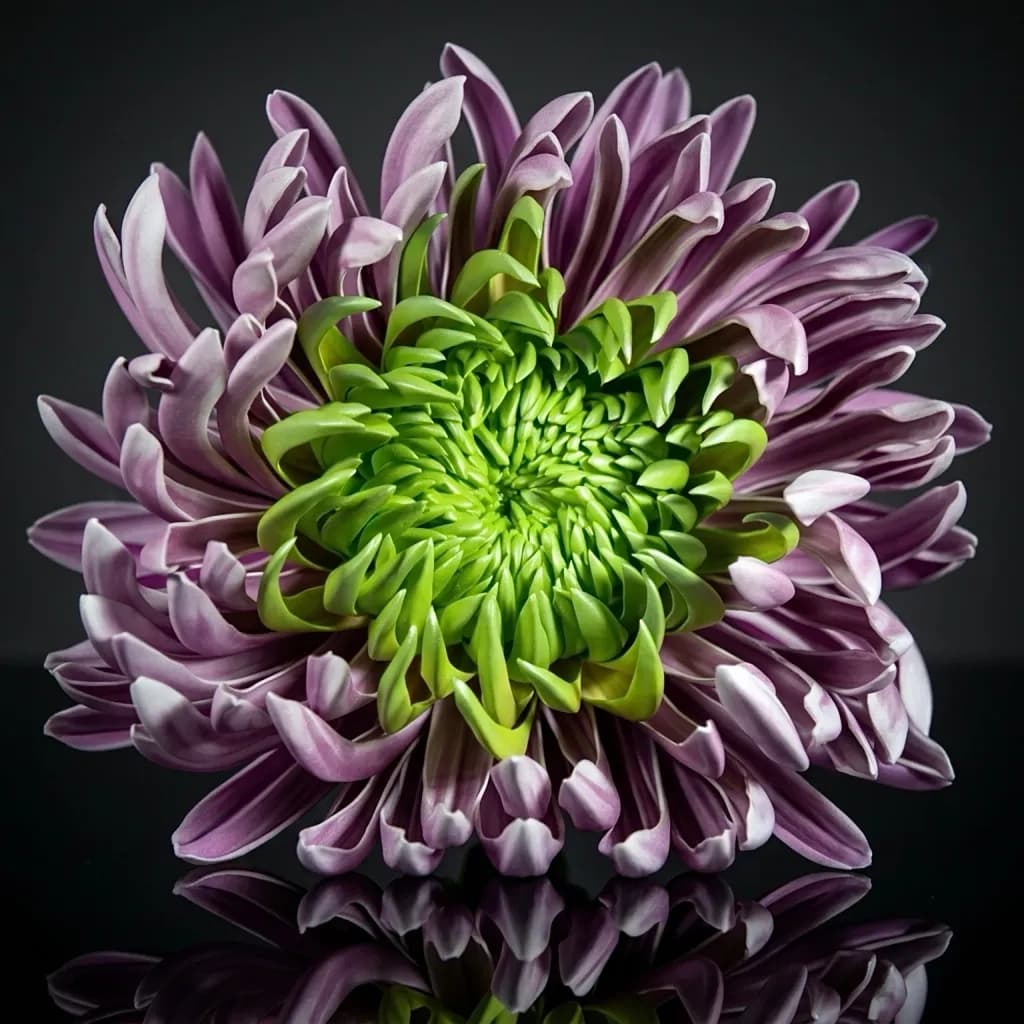 Chrysanthemum Spiral