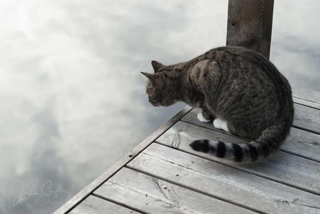 Dockside Watcher