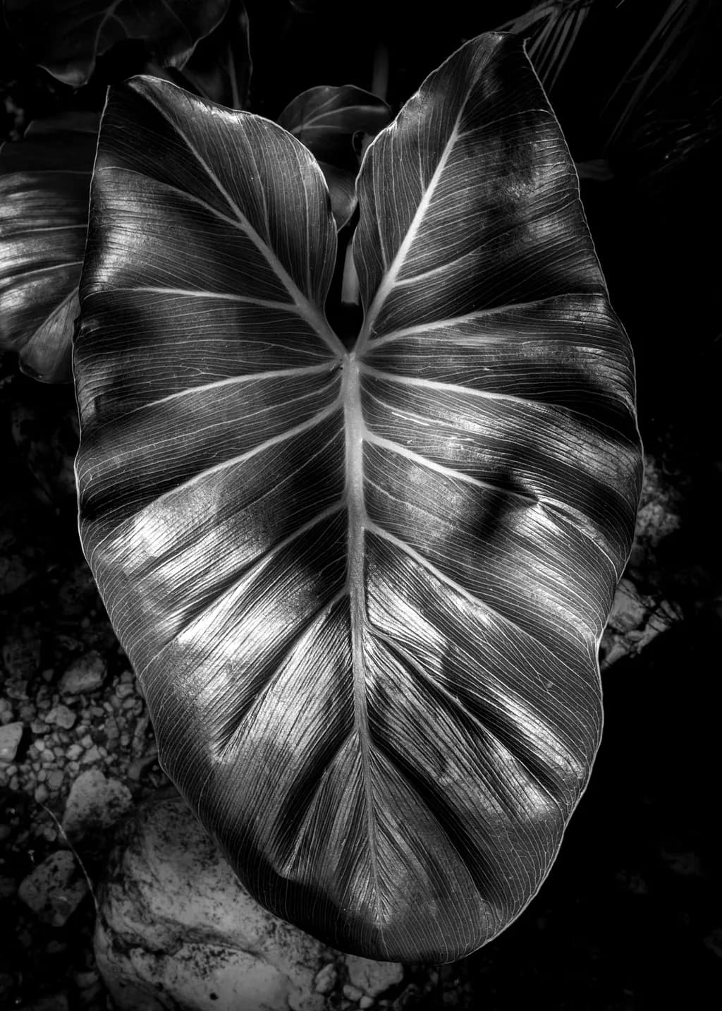 Veined Reflection