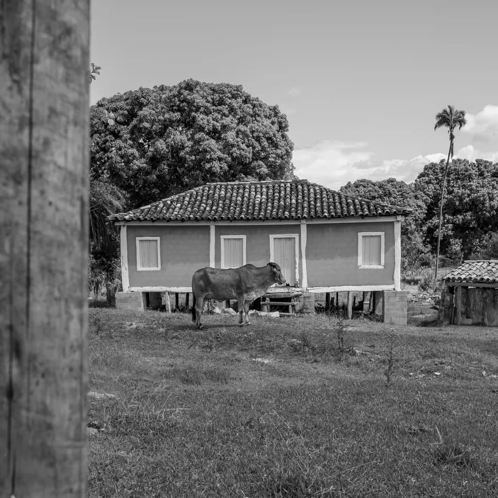 Rural Stillness