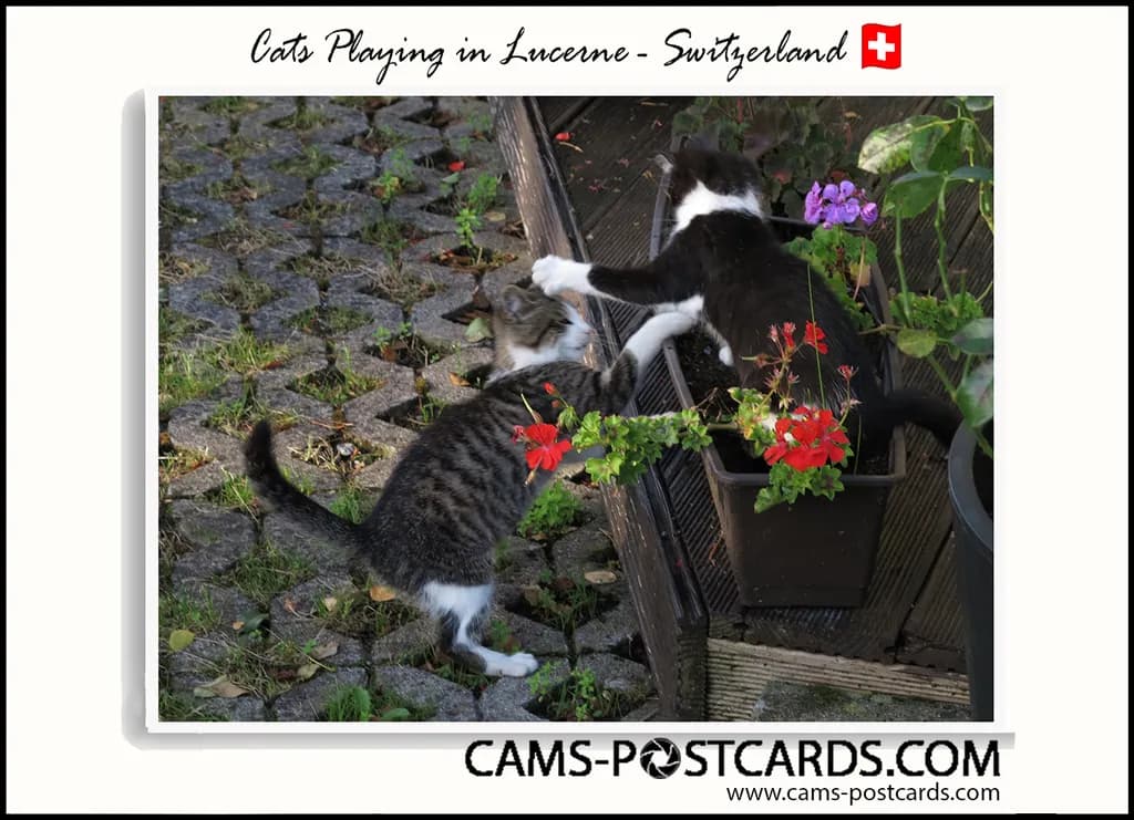 Cats Playing in Lucerne