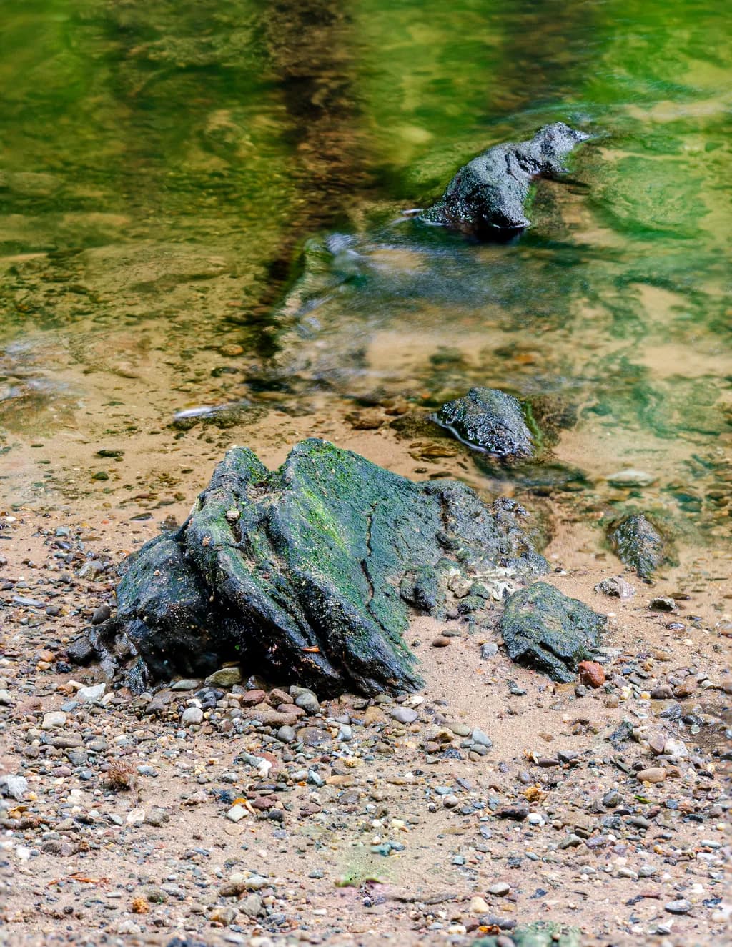 River Bolin Under Canopy