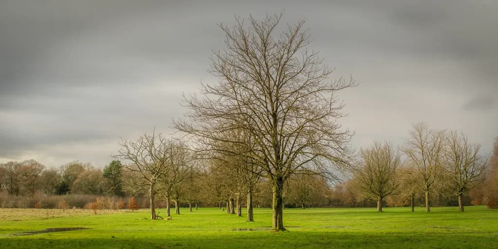 Wythenshawe Park
