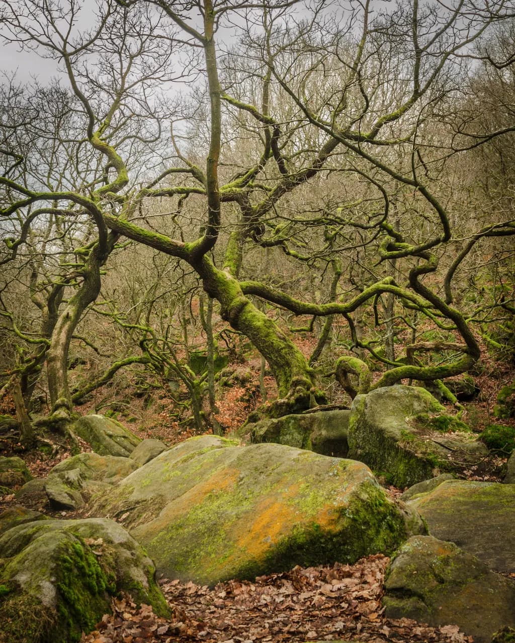 Padley Gorge Under Grey Skies