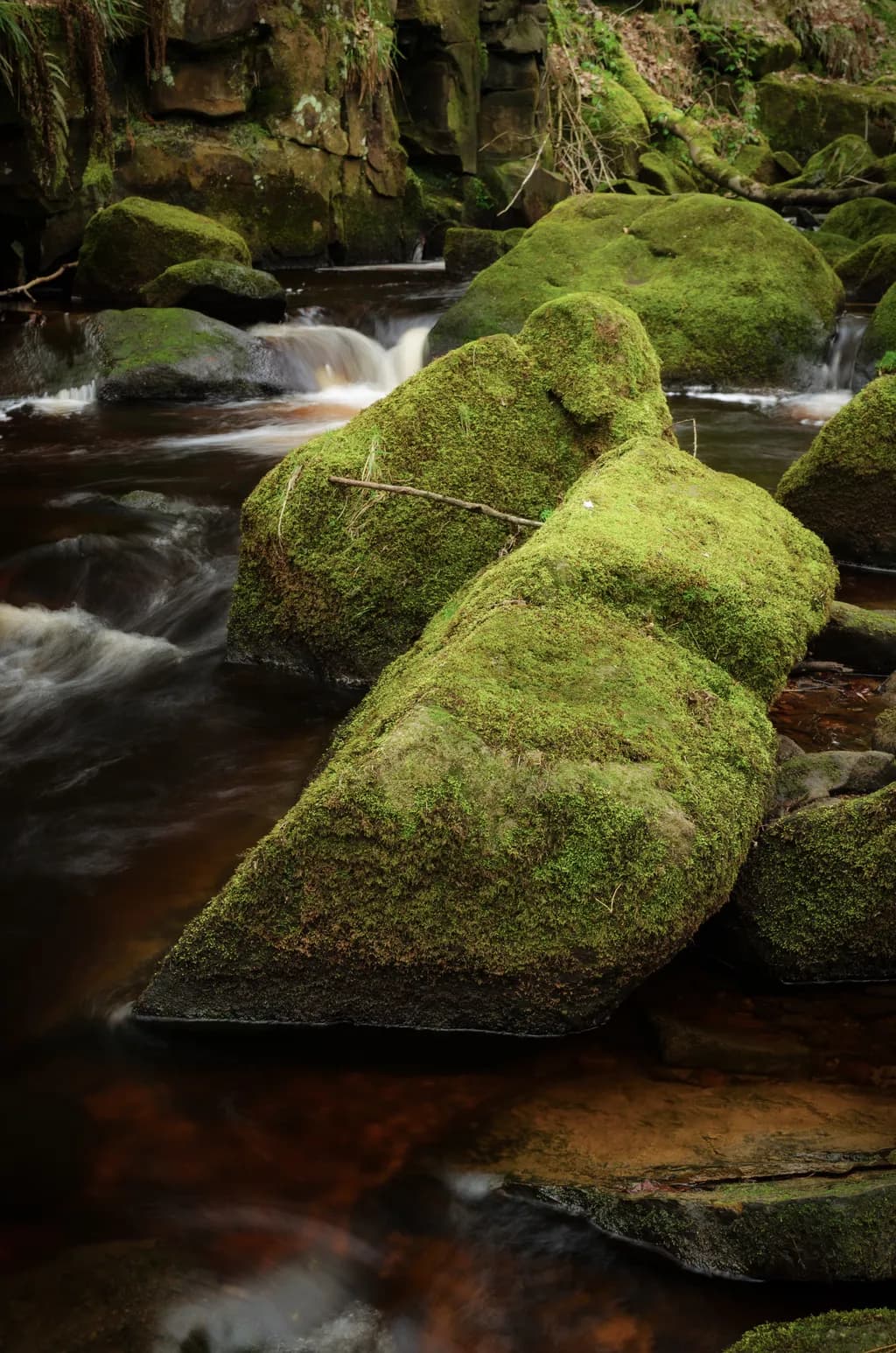 Padley Gorge Moss