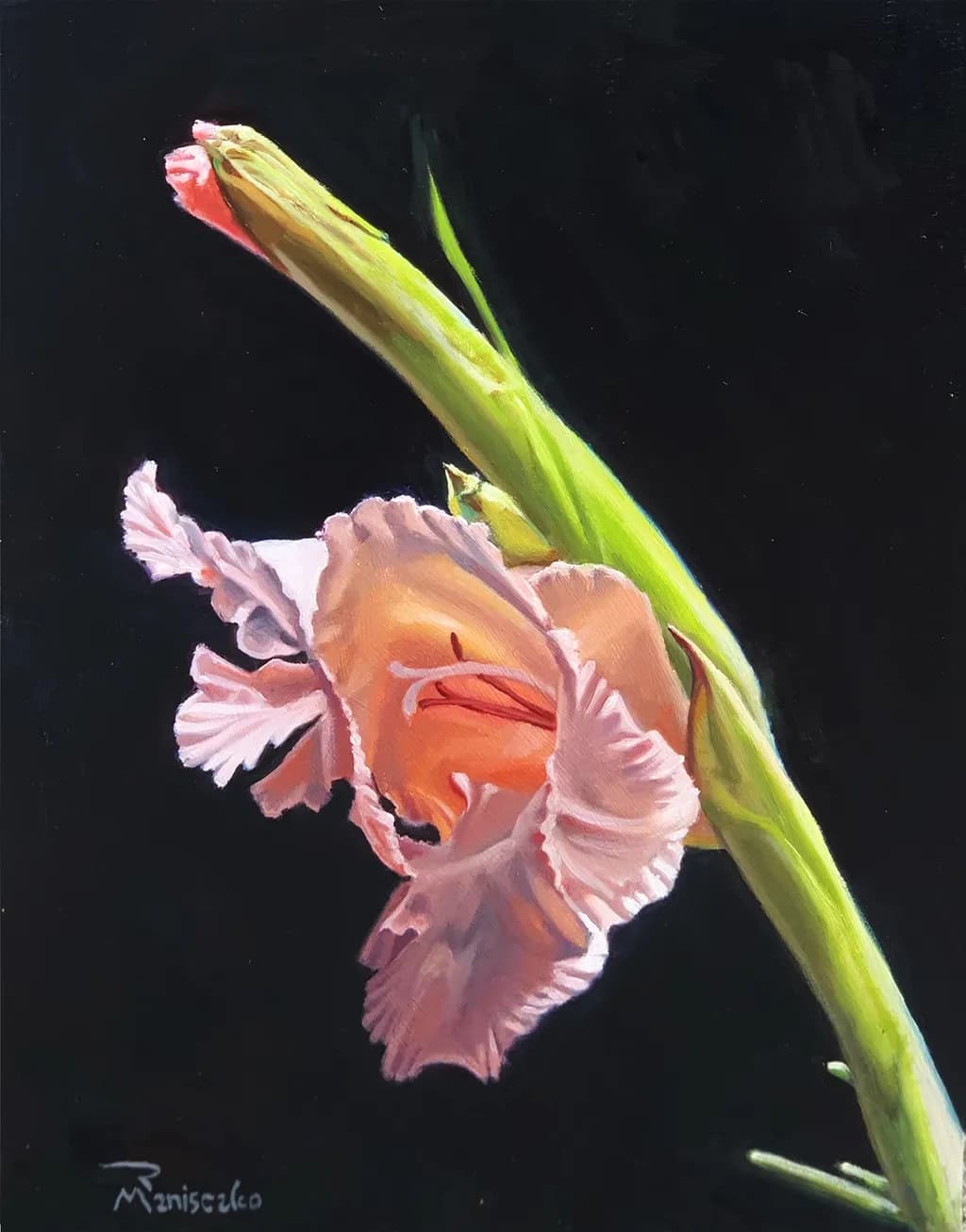 Pink Gladiolus Bloom