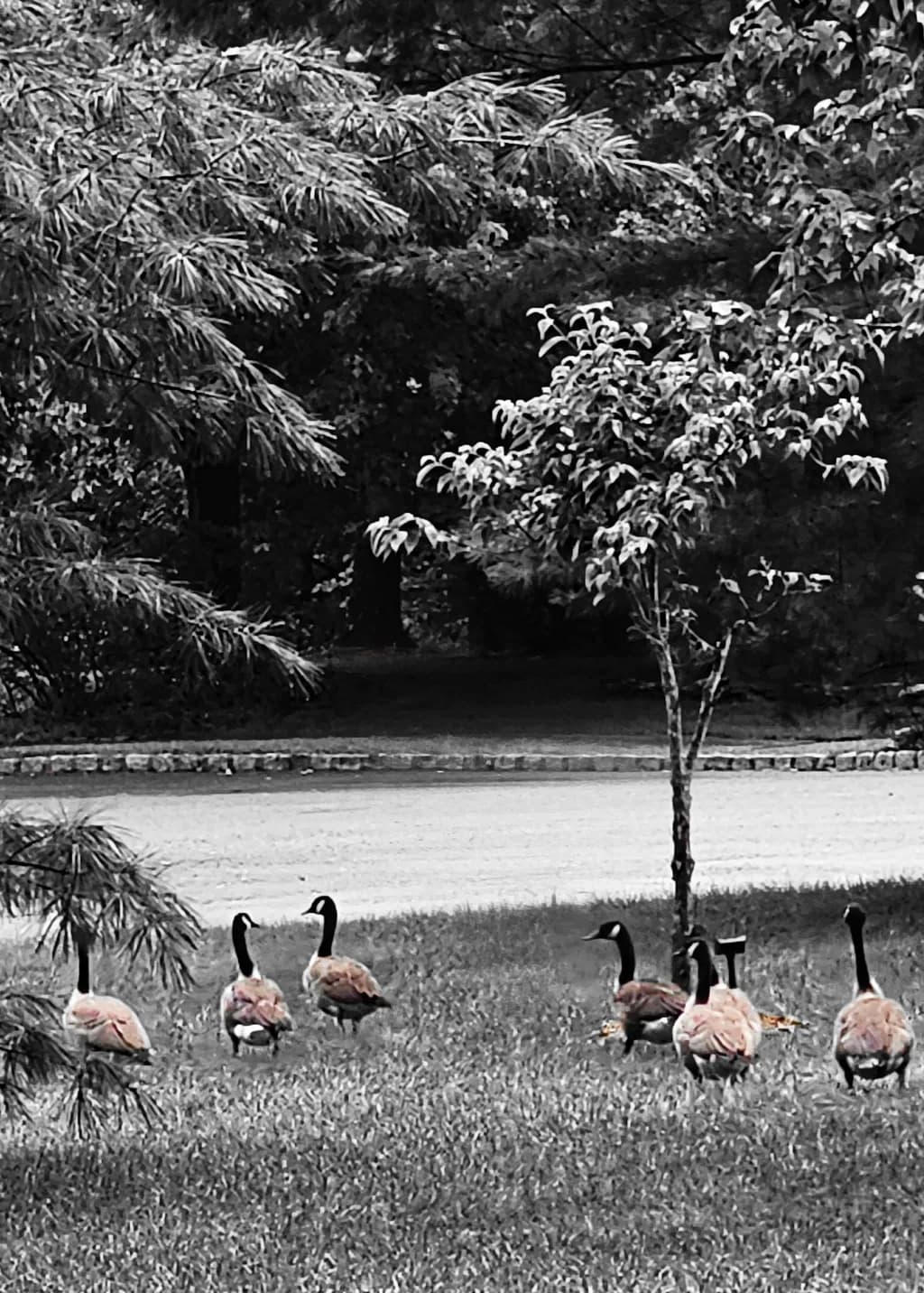 Geese on Grass