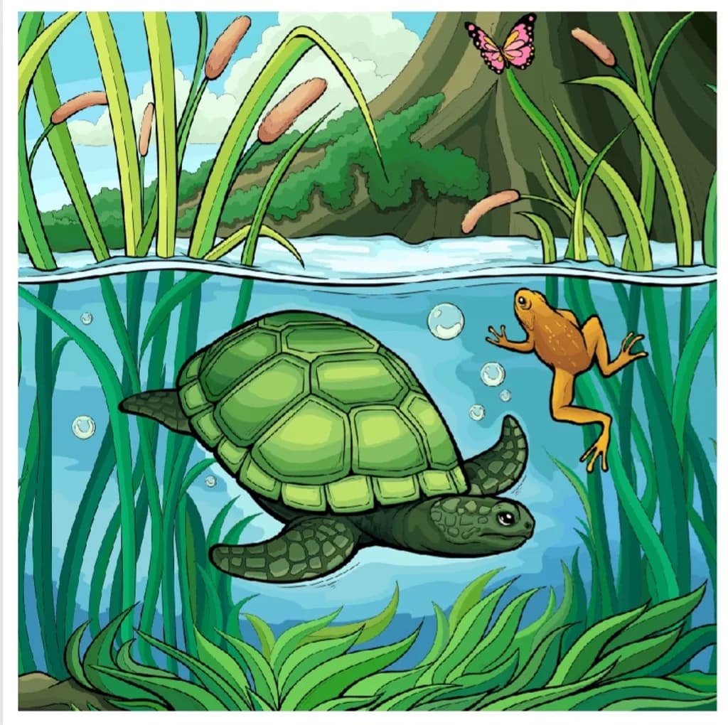 Pond Companions