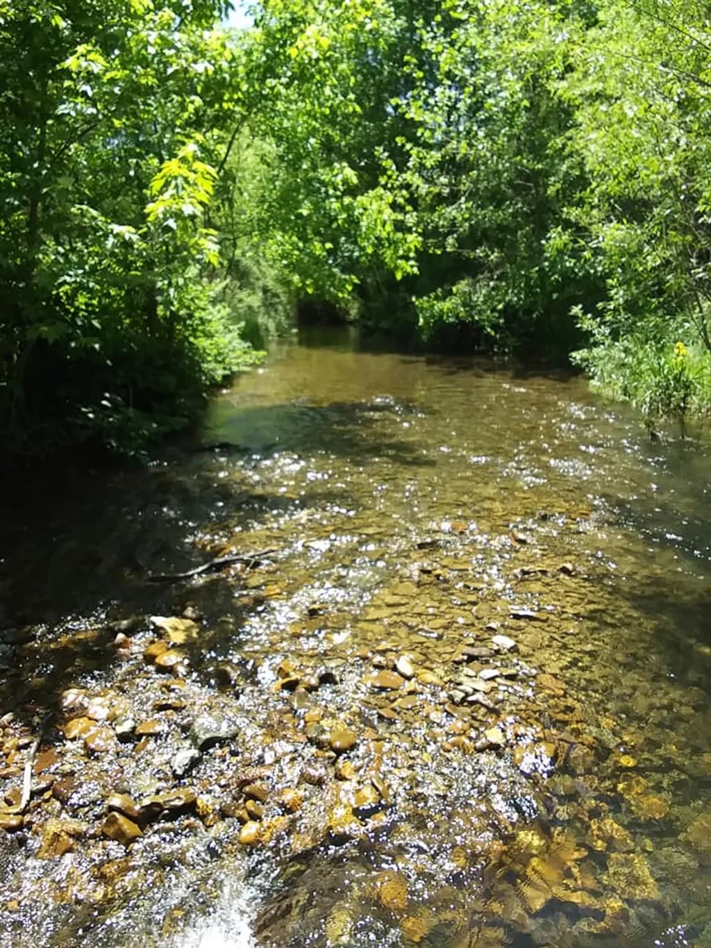 Golden Streambed