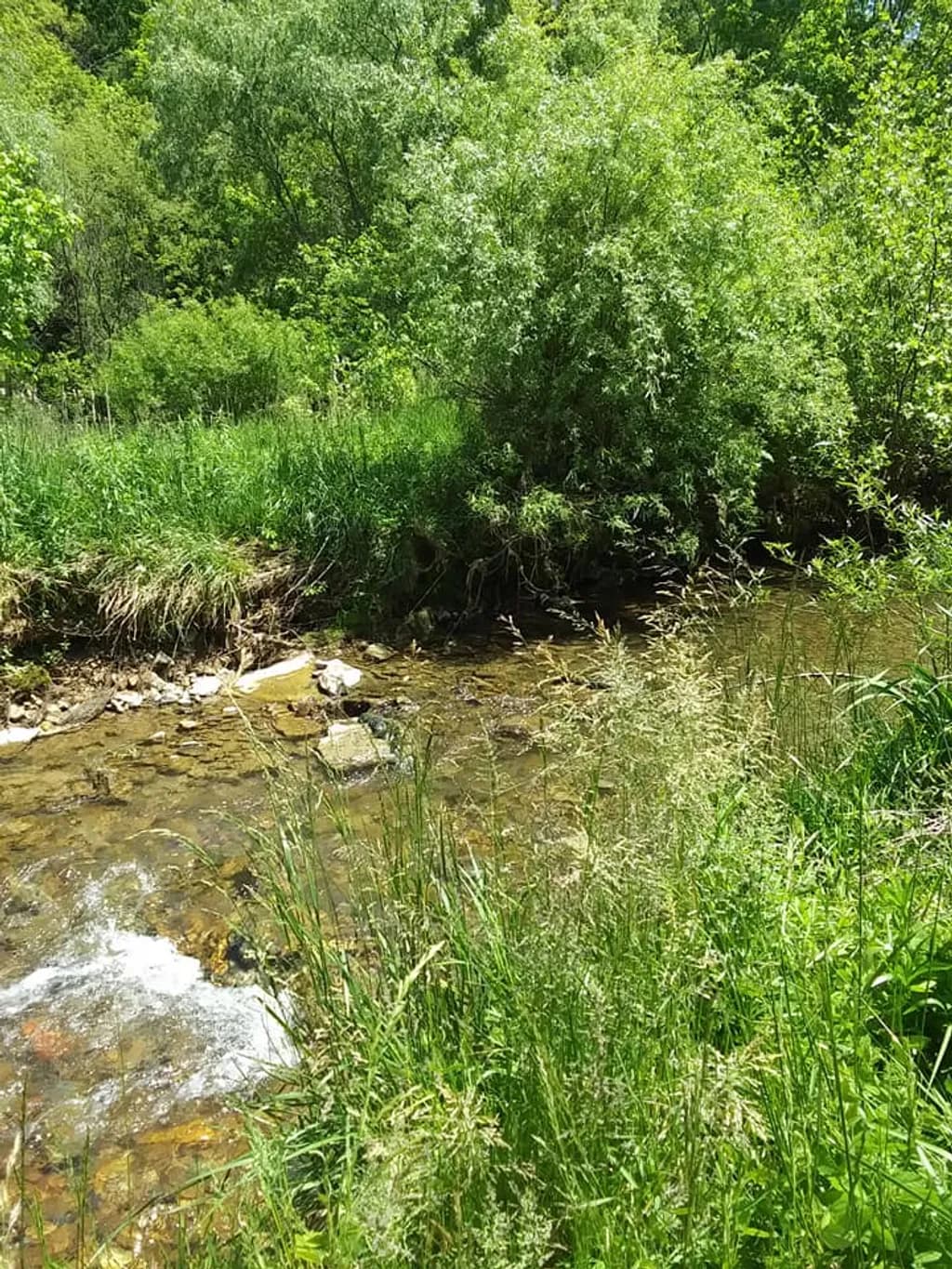 Woodland Stream