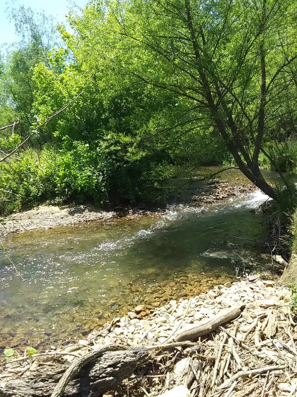 Riverside Driftwood