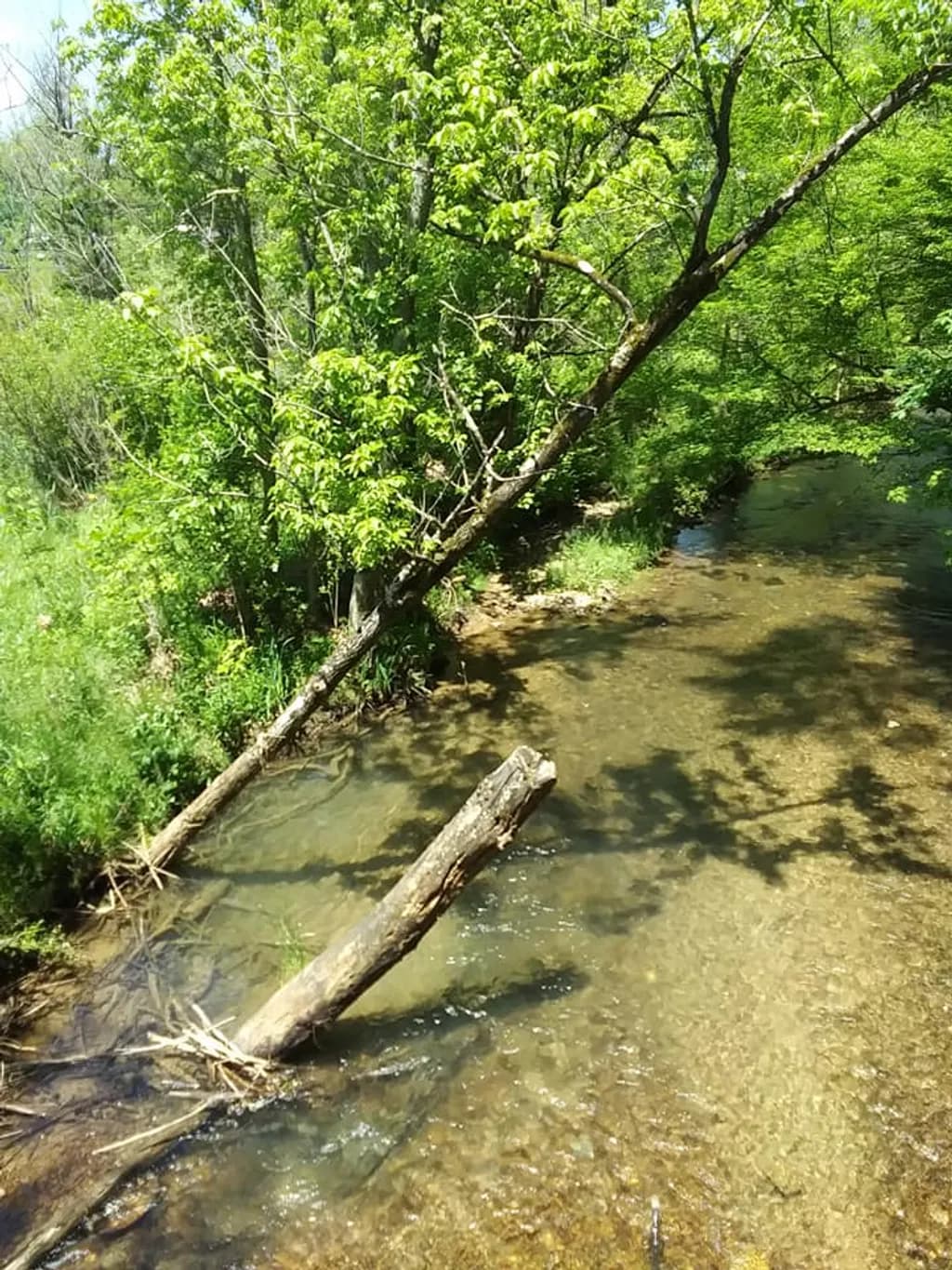 Streamside Reflection
