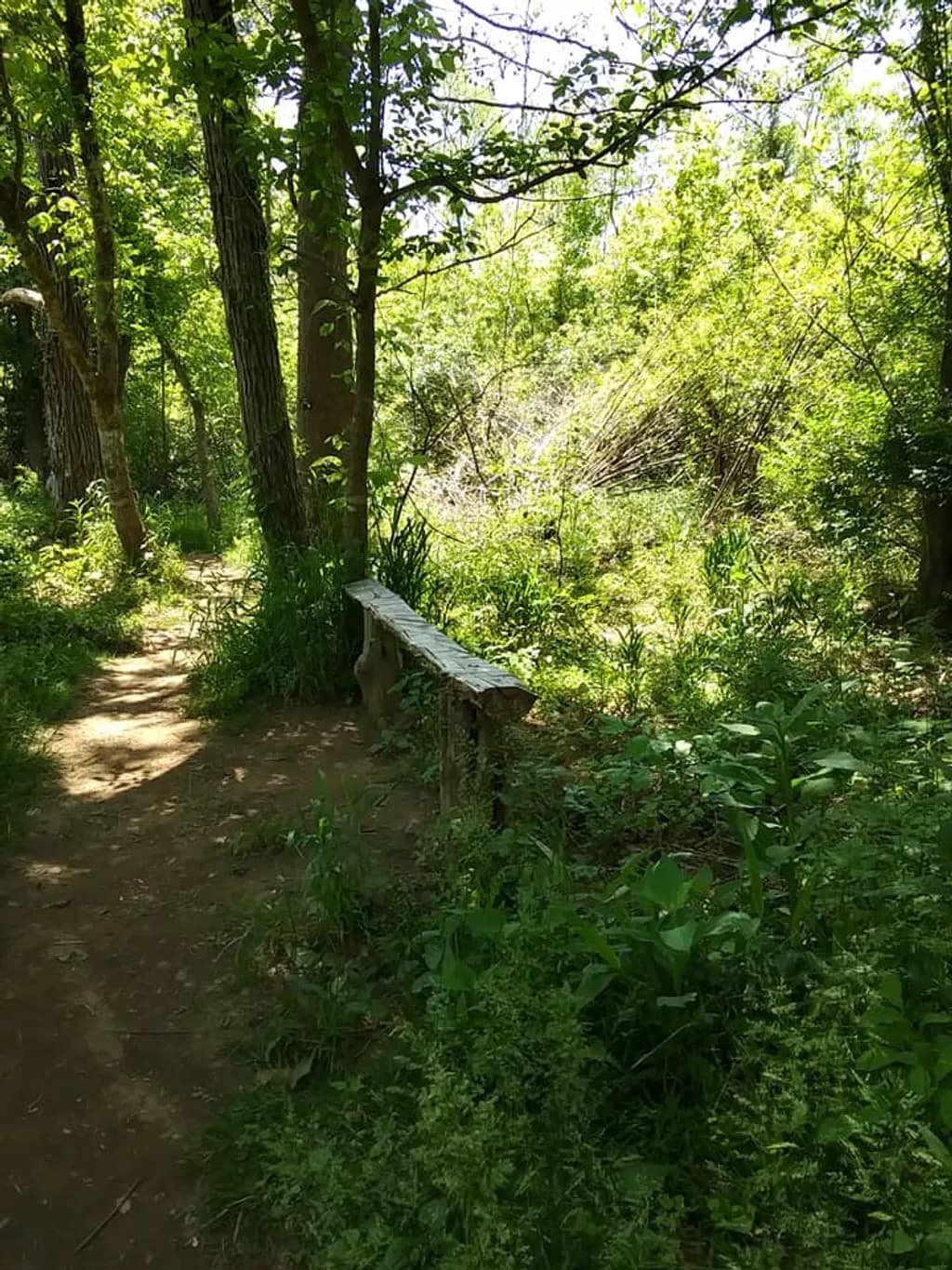 Quiet Forest Path