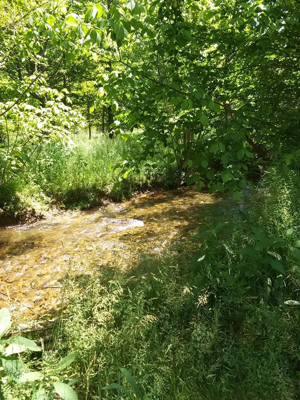 Forest Stream