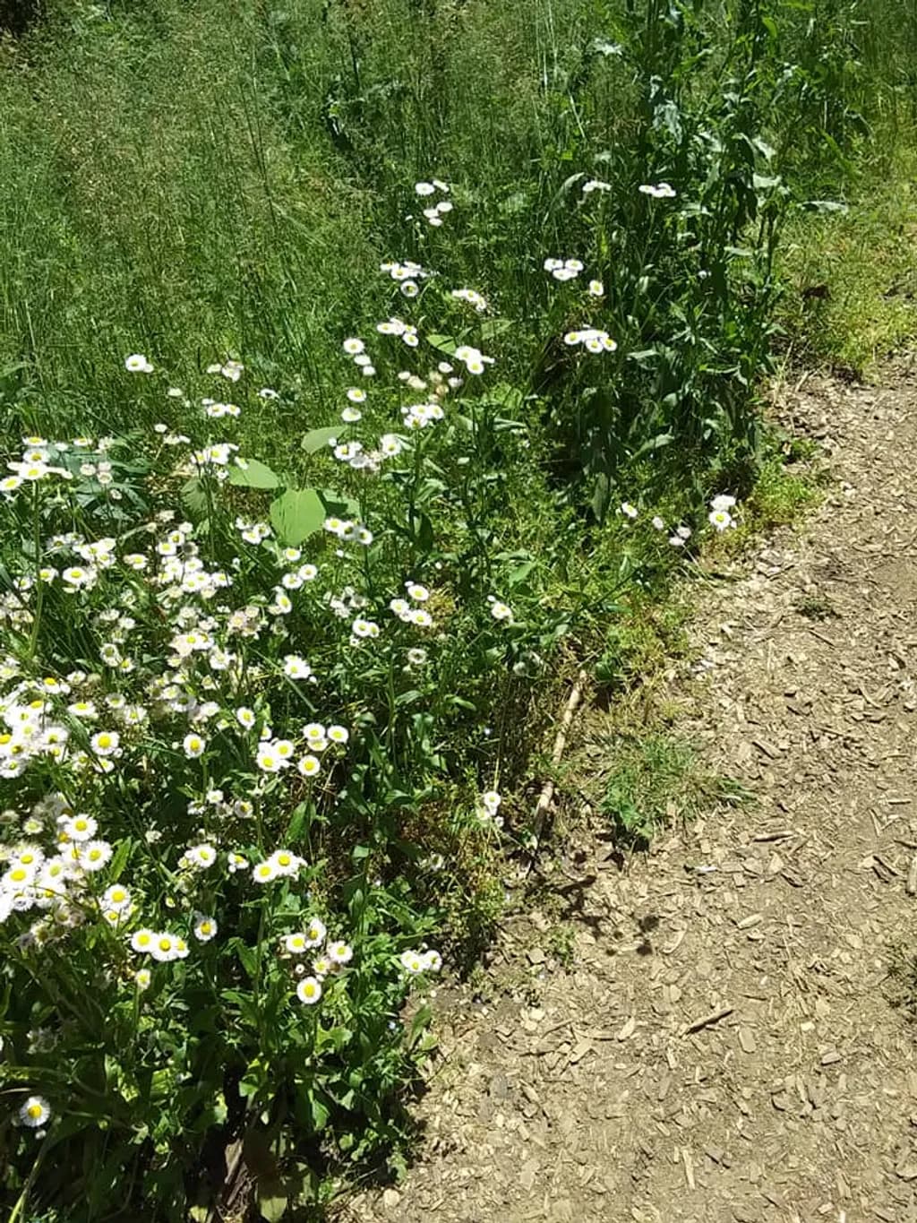 Wildflower Pathway
