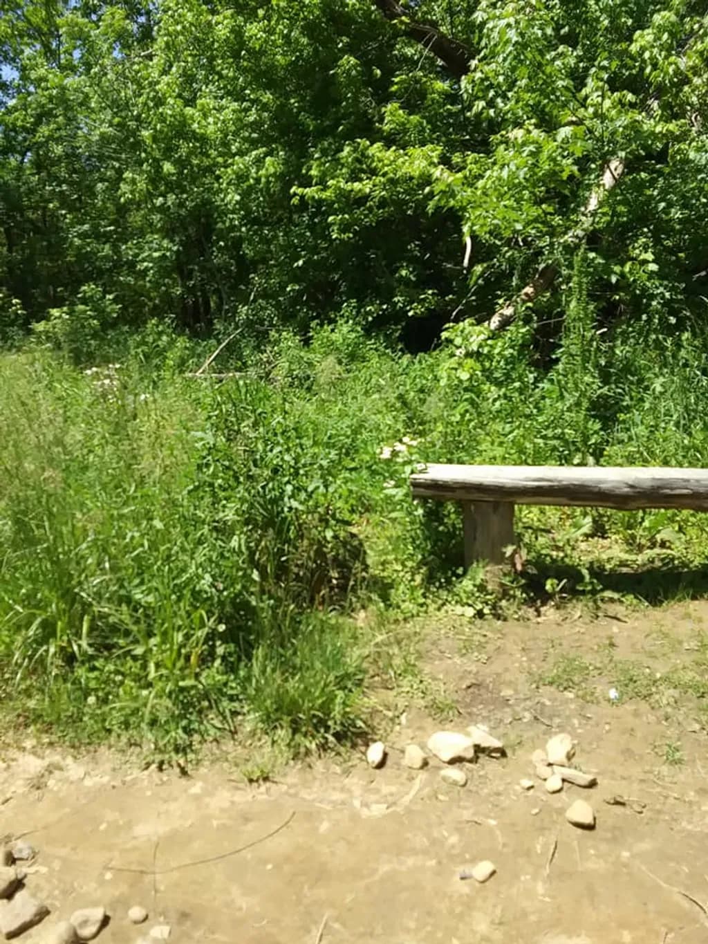 Quiet Trail Bench